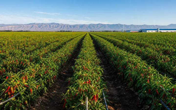 The Journey of Premium Paprika: From Our Fields to Your Factory